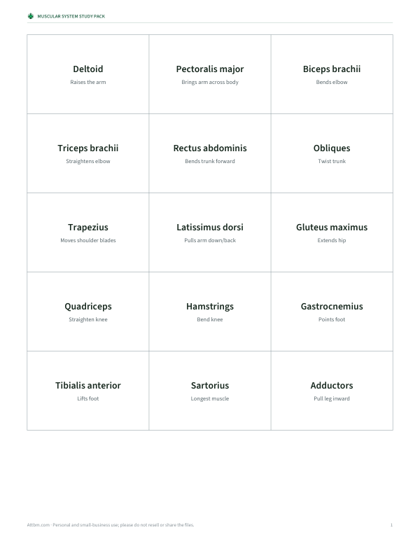 Preview of Printable Muscle Flash Cards