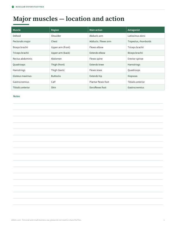 Preview of Printable Muscle Reference Table